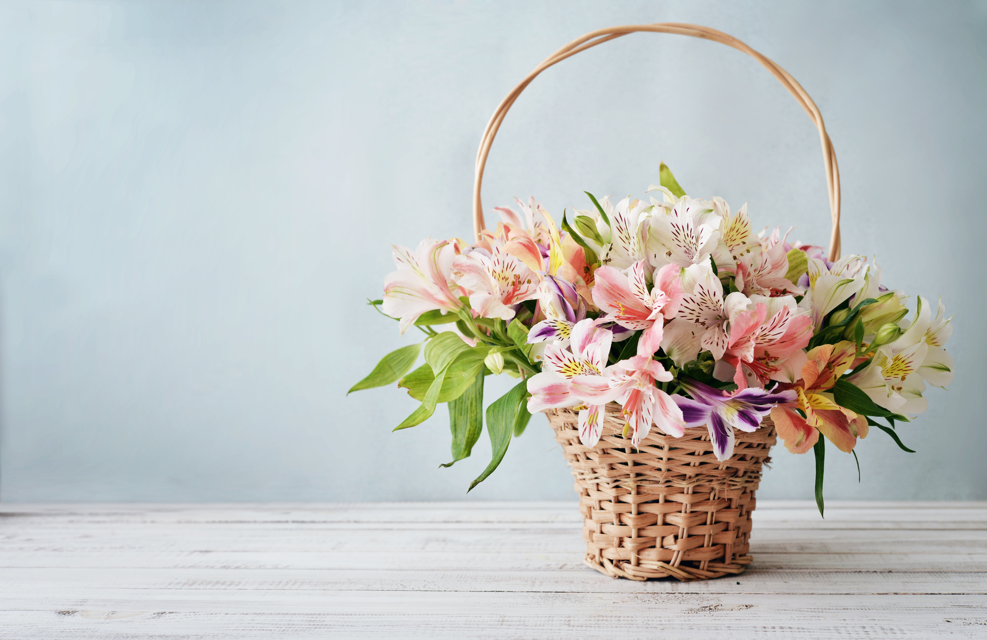 4月の誕生花の花言葉や育て方