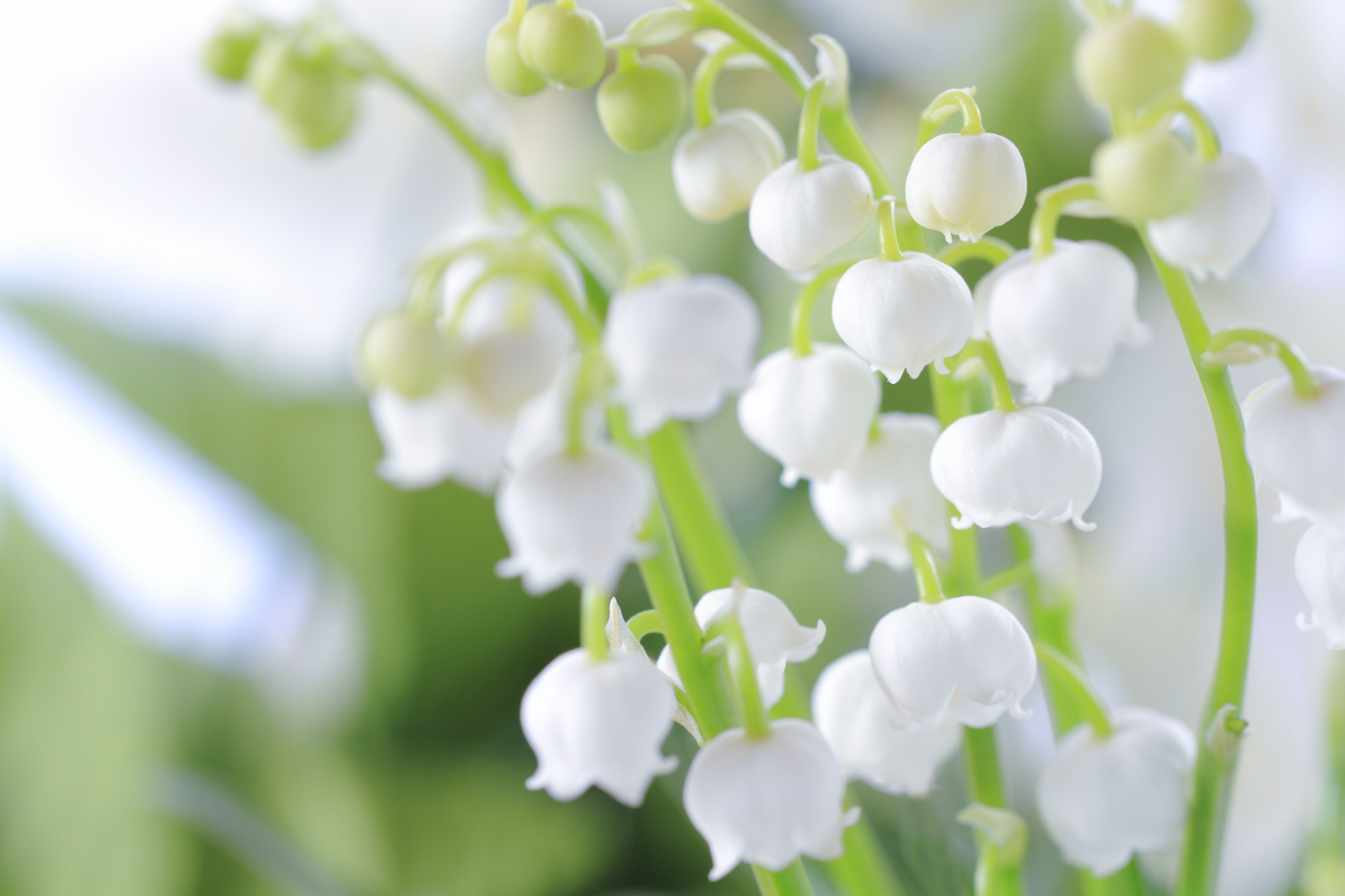 清楚でキュートな幸福の花「スズラン」