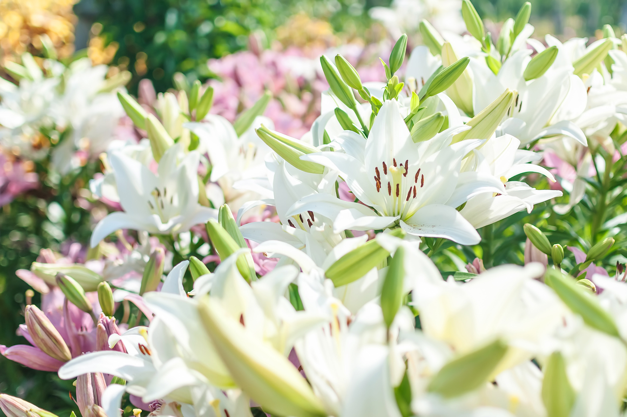 6月の誕生花の花言葉や育て方