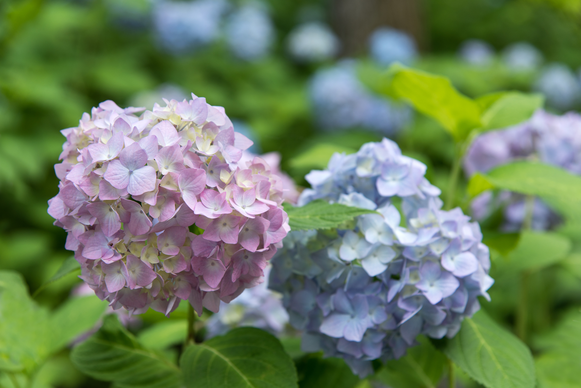 数種類の色・形で楽しませる、『万葉集』で歌われた花