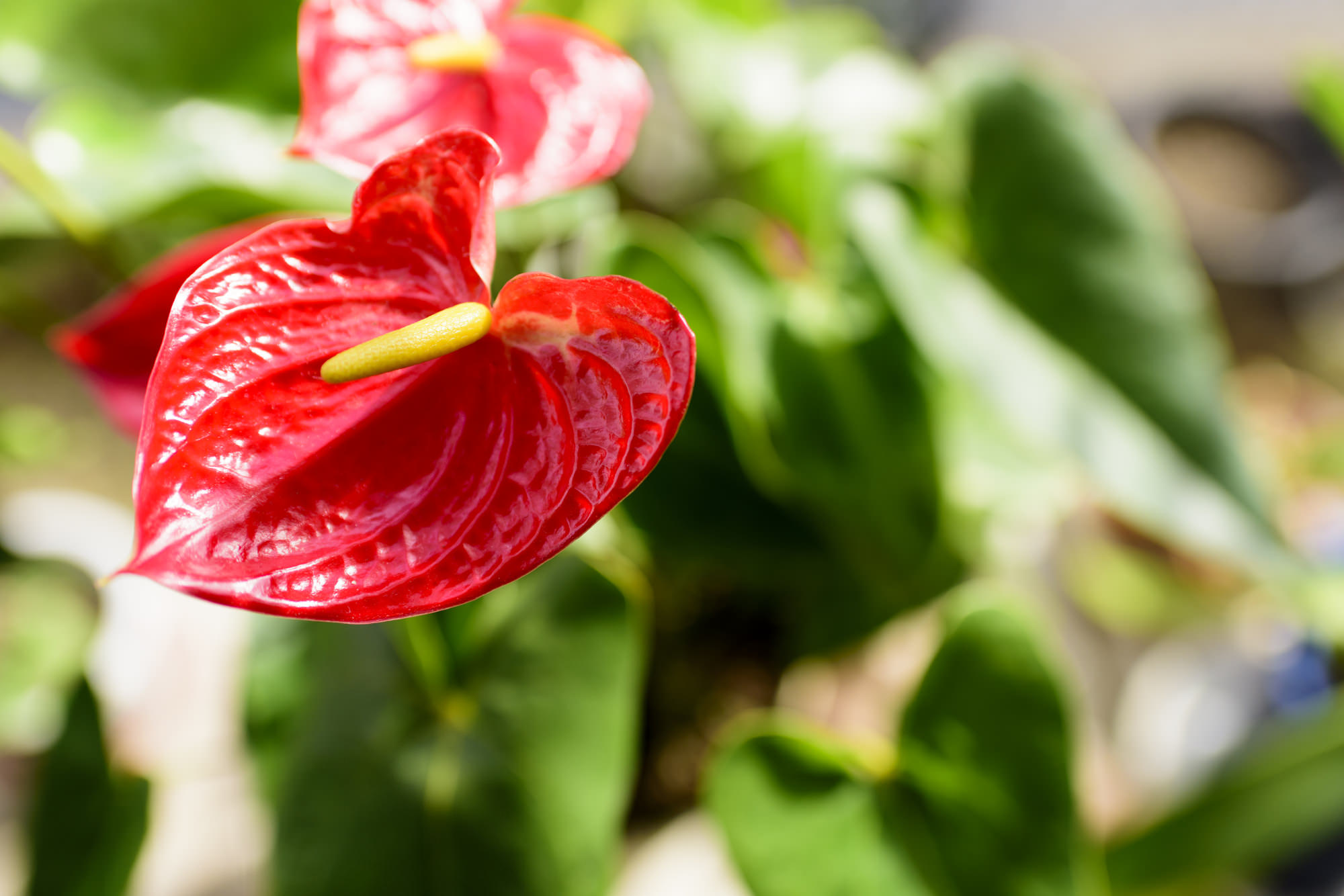 鮮やかな南国の花!アンスリウム