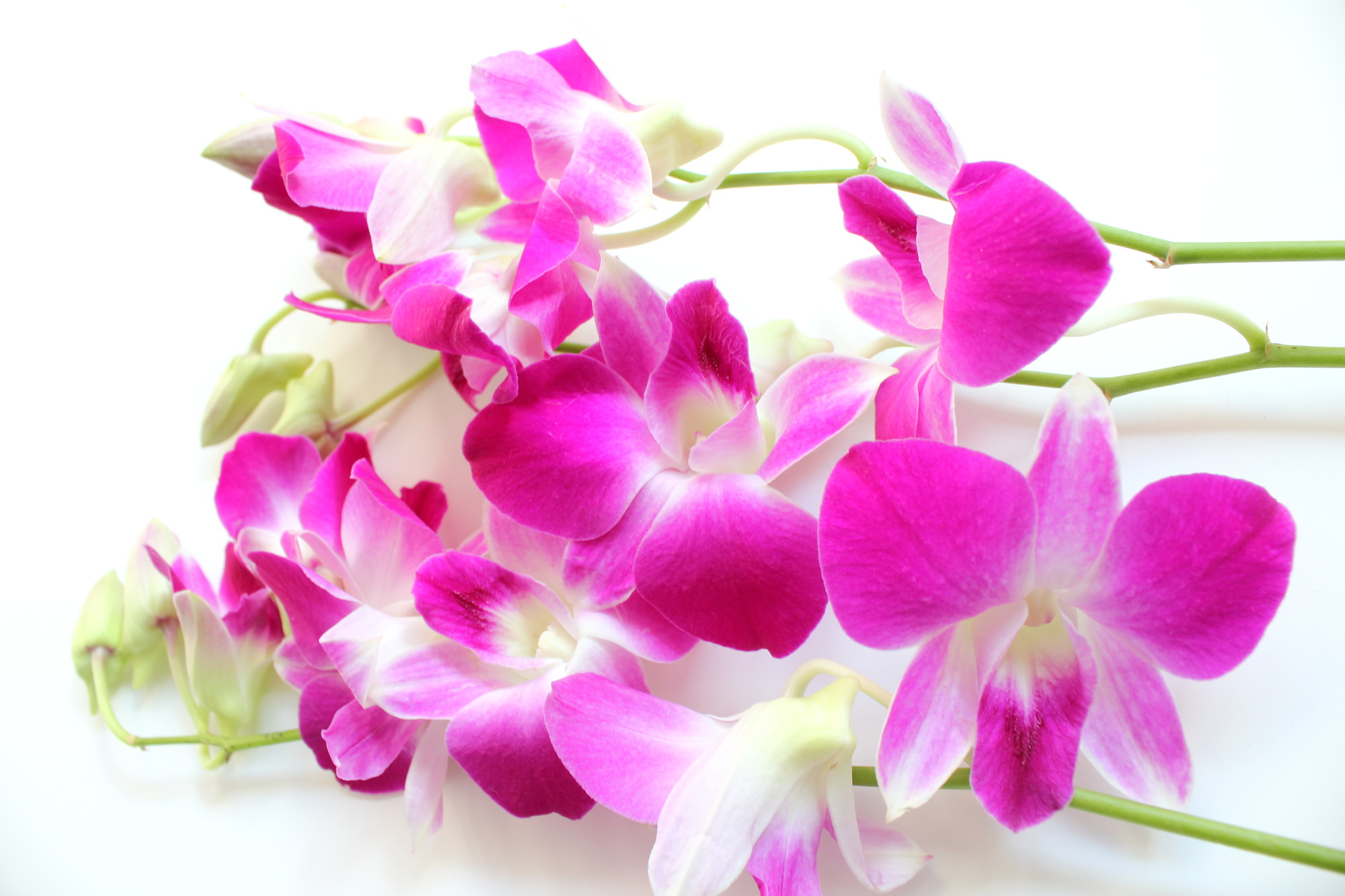 9月の誕生花の花言葉や育て方