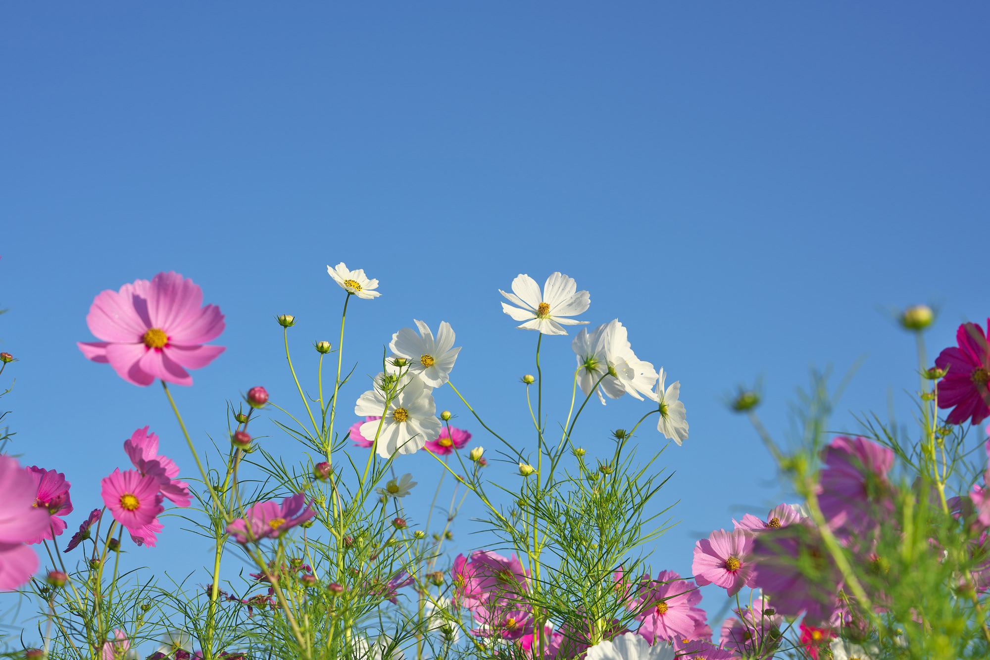 秋を象徴する花、コスモスとリンドウ