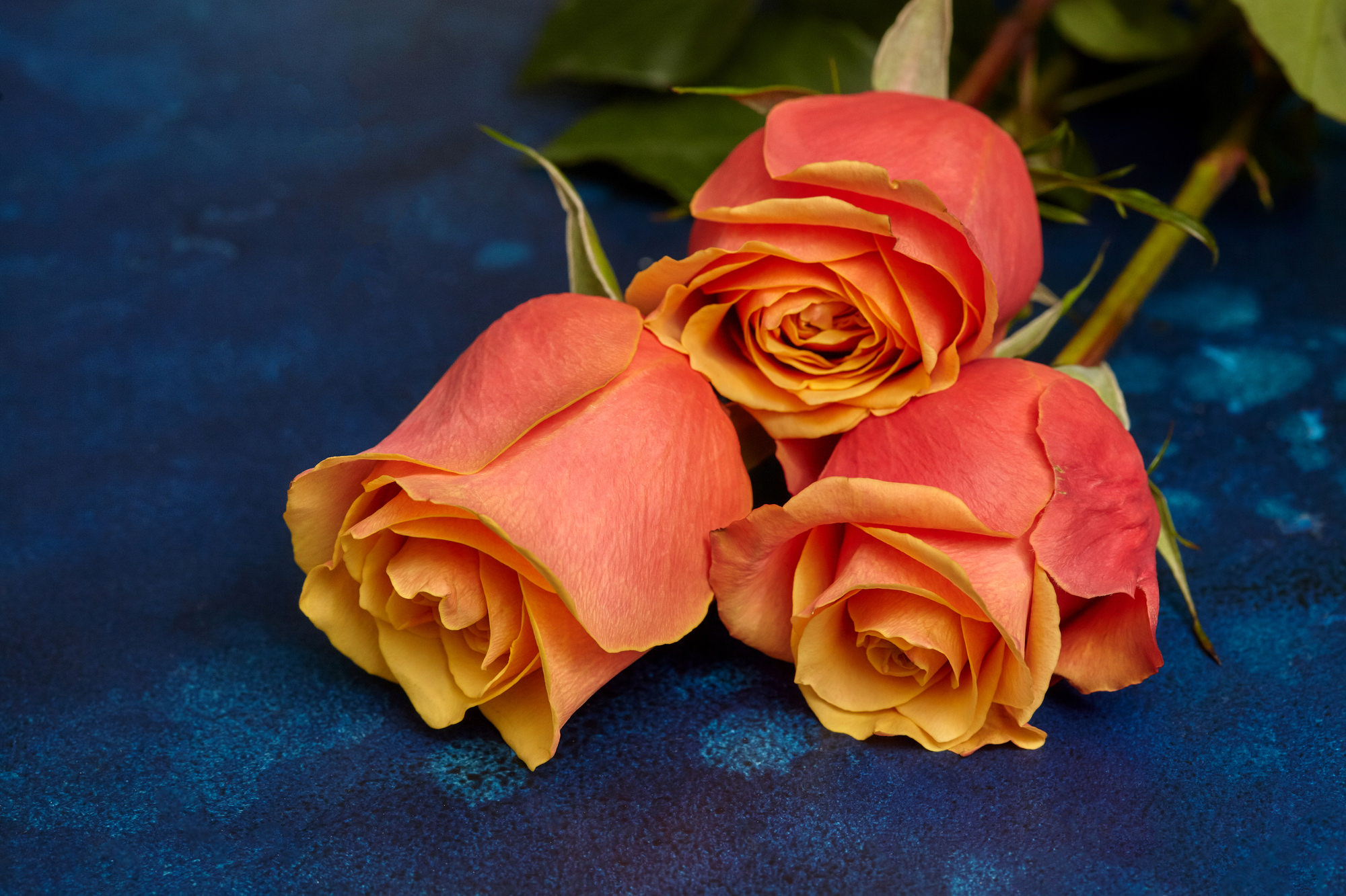 10月の誕生花の花言葉や育て方