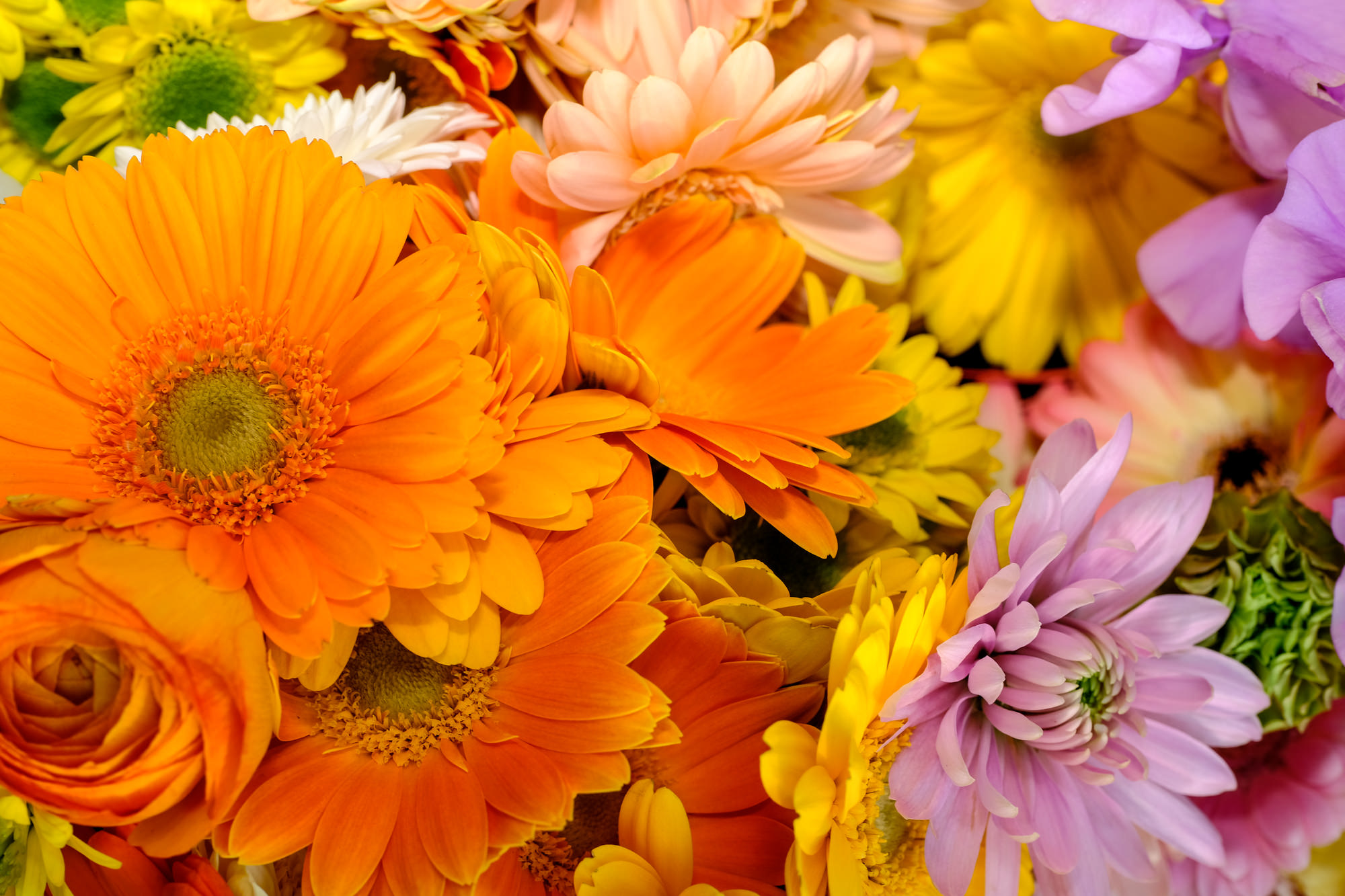 可憐な姿が印象的なふたつの花