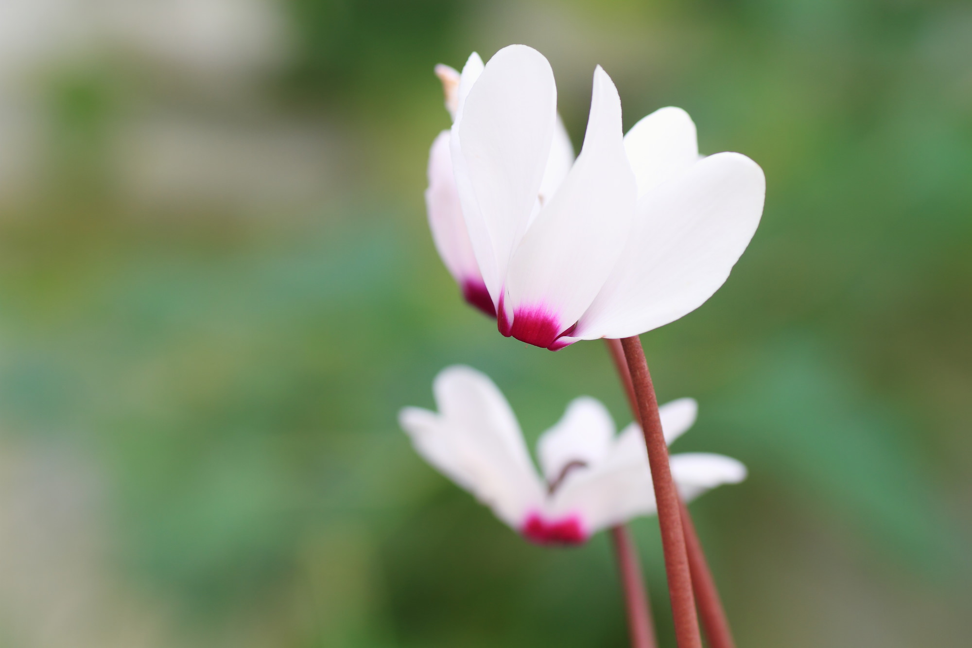 シクラメンは、内向的な花言葉を持った花
