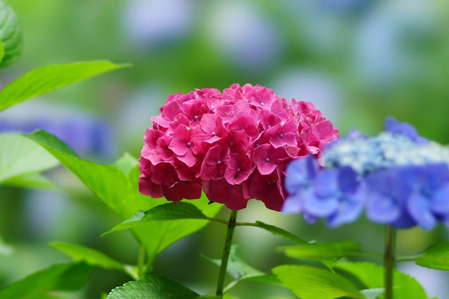色の数だけある花言葉