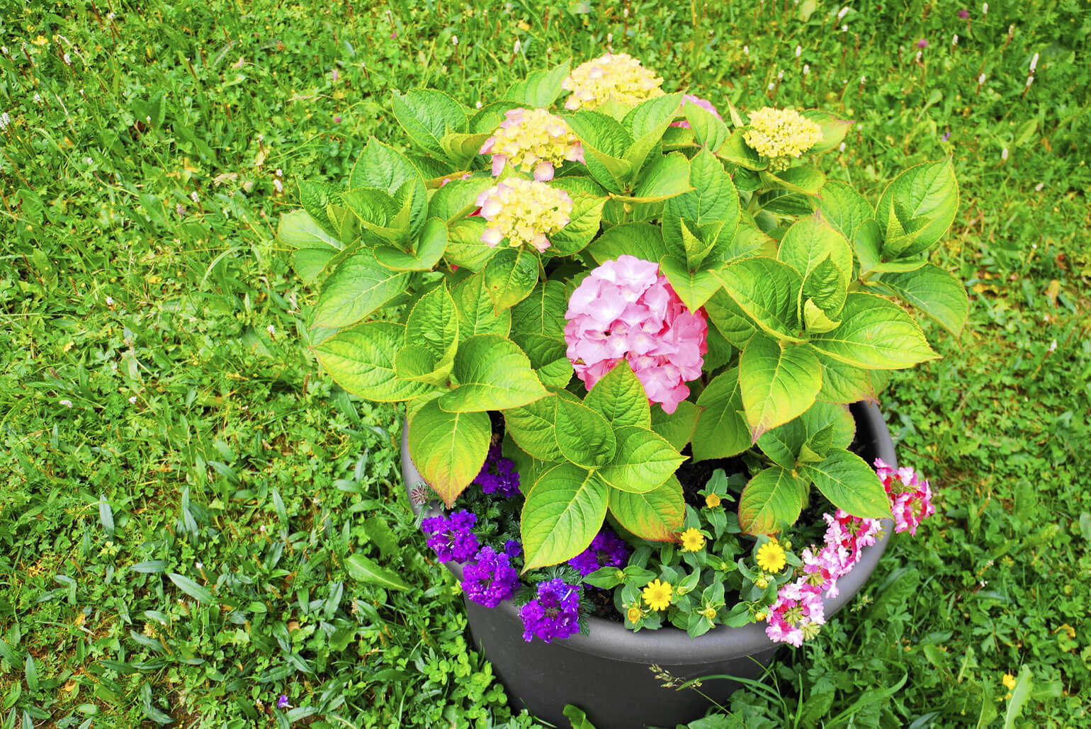簡単に育てることができるお手軽なお花