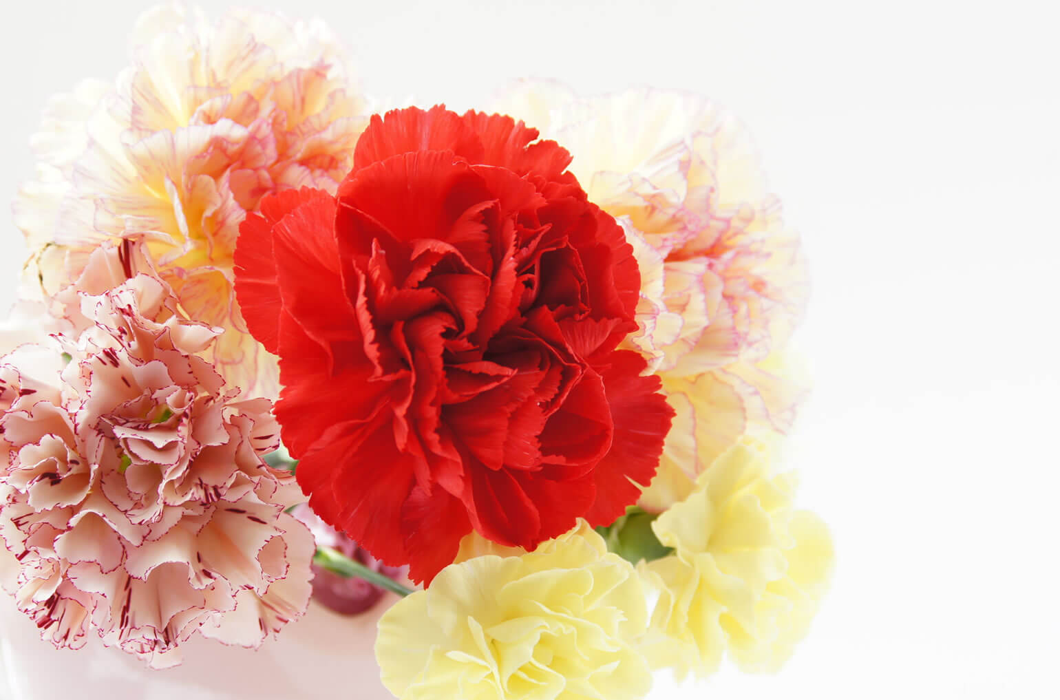 花びらの色別にみる、それぞれの影響
