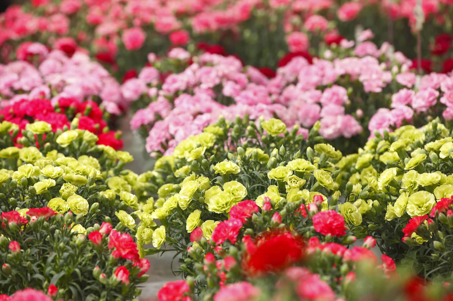 うれしい効果が得られるのは生花だけ?