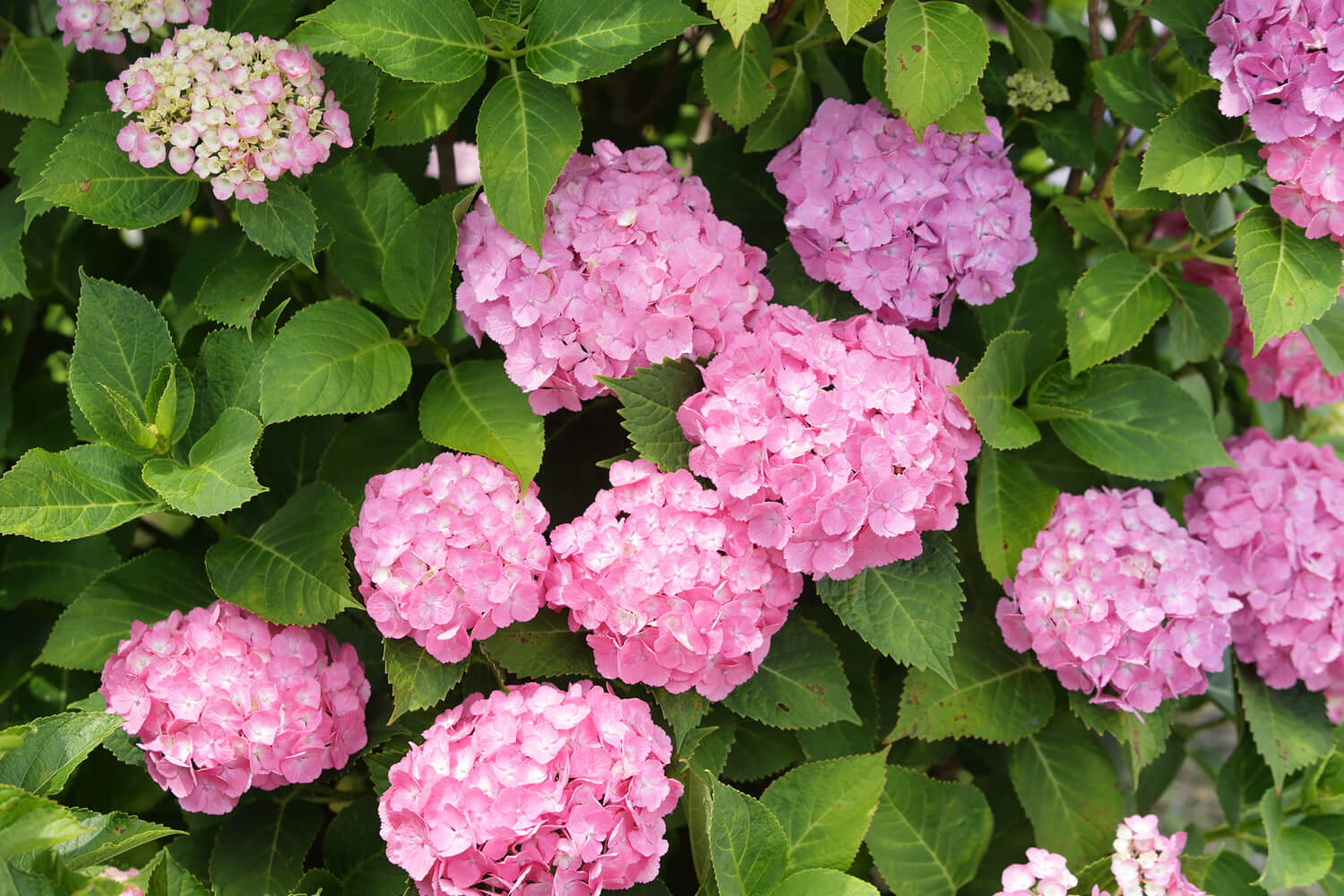 土の性質によって色が左右される不思議なお花