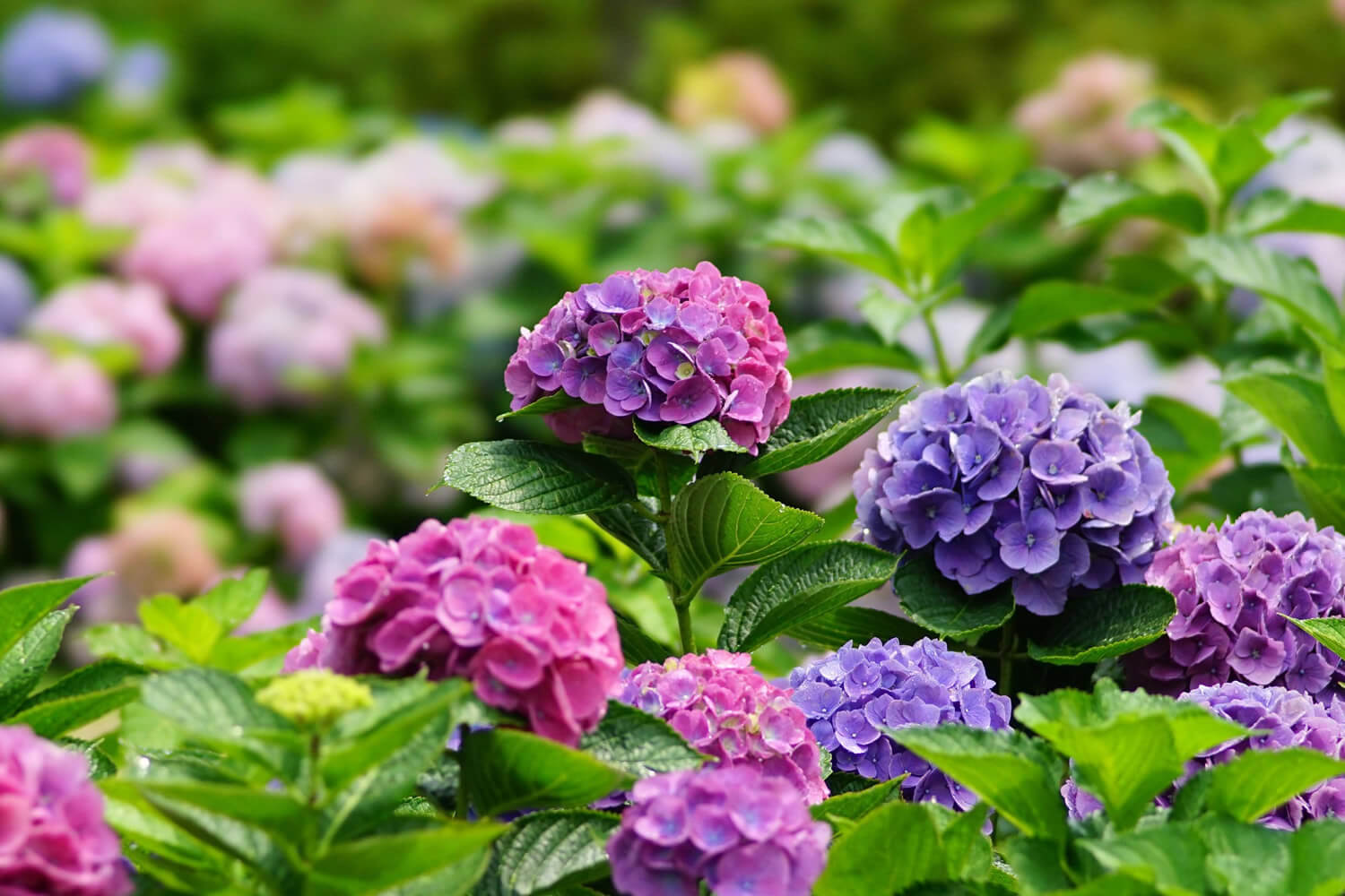 少しの工夫で、より鮮やかなお花のギフトに