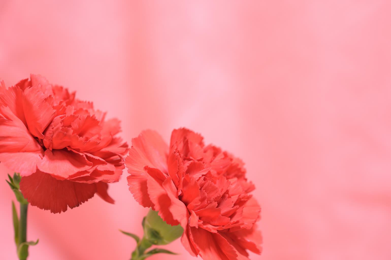 お花×津軽びいどろ オシャレな母の日ギフト