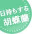 お盆(新盆・初盆)|花キューピットおすすめの季節のフラワー