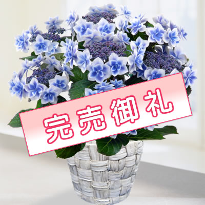 コンペイトウ