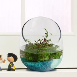 寄せ植え水草セット(ブルー)