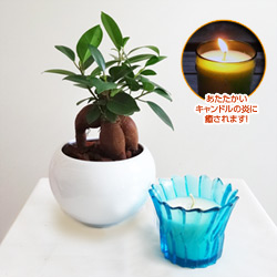 観葉植物とミニキャンドルセット(コバルトブルー/レモングラス)