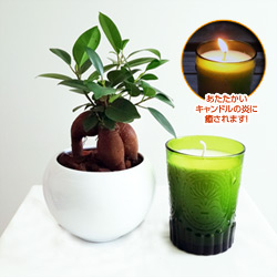 観葉植物とキャンドルセット(グリーン/ホワイトウッド)
