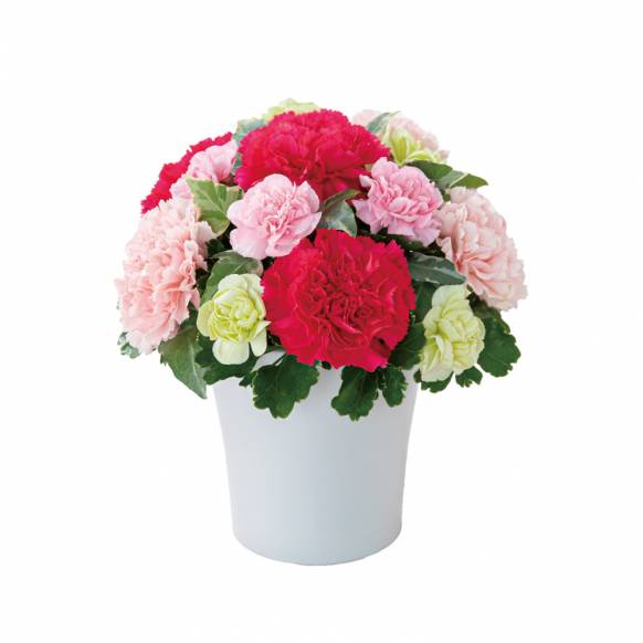 5213370【一般カテゴリー】グラマラス（ピンク）