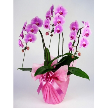 お取り寄せ オリジナルフラワー 胡蝶蘭 3本立ち33輪以上ギフト｜花