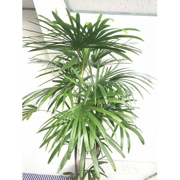 観葉植物 シュロチク 棕櫚竹 インターネット花キューピット フラワーギフト 手渡し