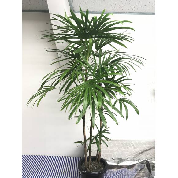 観葉植物 シュロチク 棕櫚竹 インターネット花キューピット フラワーギフト 手渡し