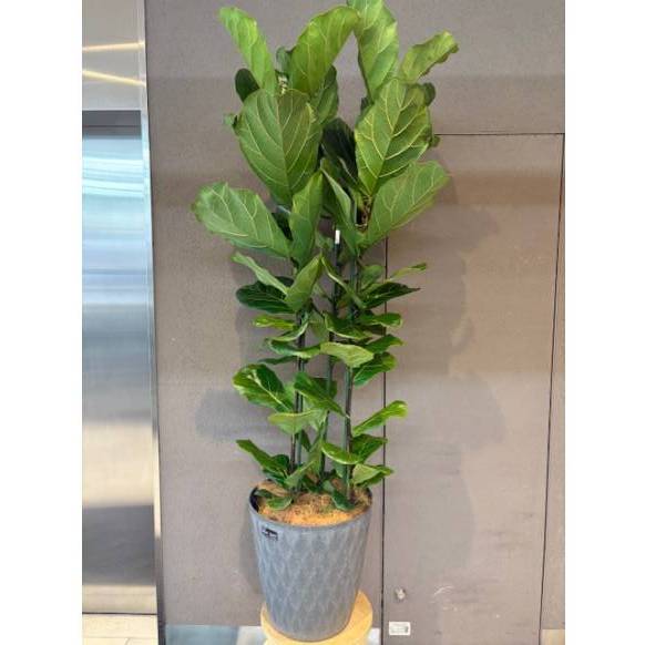 一般カテゴリー,観葉植物,花久本店