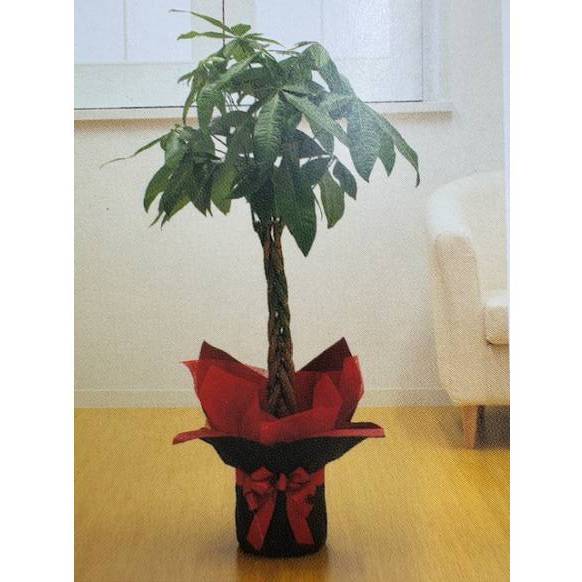 一般カテゴリー,観葉植物,花久本店