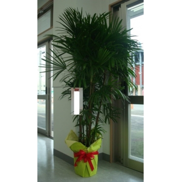 一般カテゴリー,観葉植物（シュロチク）,花香園