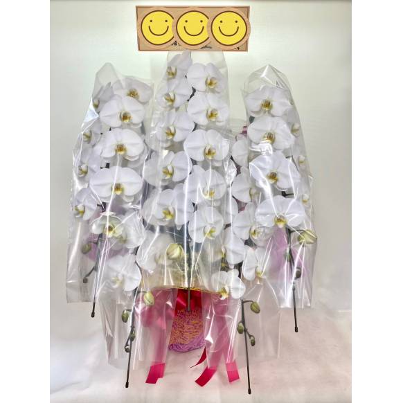 プロポーズ　21本の赤バラの花束