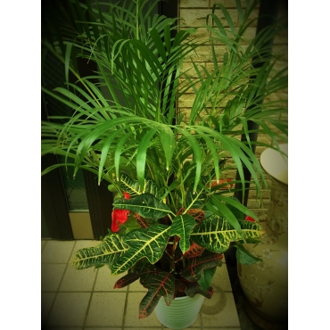 一般カテゴリー,観葉植物の寄せ植え,フラワーショップゆり