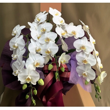 薔薇・モカラ・他ホリゾンタル