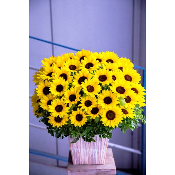 ひまわり50本と季節の旬なお花のアレンジメント3Lサイズ(ひまわり50本)一般カテゴリー