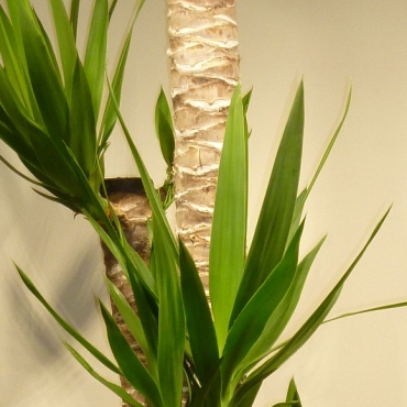 ユッカ 青年の樹 葉植物 白い花付き 見事な花咲き 開運 幸運 幸せ