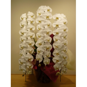 胡蝶蘭プレミアム１０