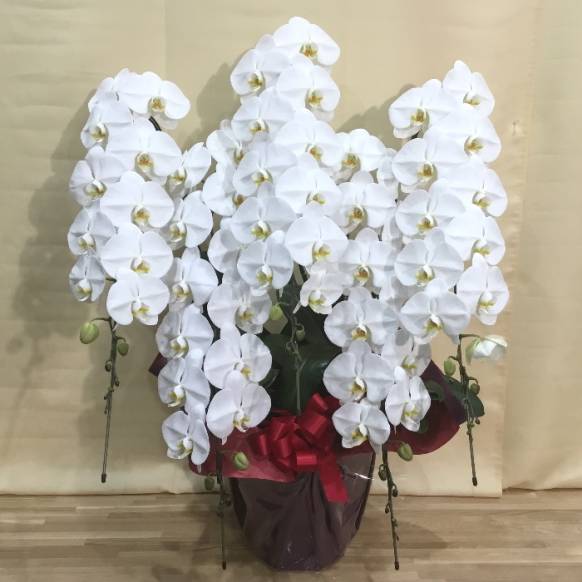 9002251【一般カテゴリー】胡蝶蘭5本立(白)