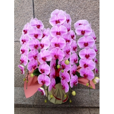 お取り寄せ オリジナルフラワー 胡蝶蘭鉢ピンク5本立ち（50輪