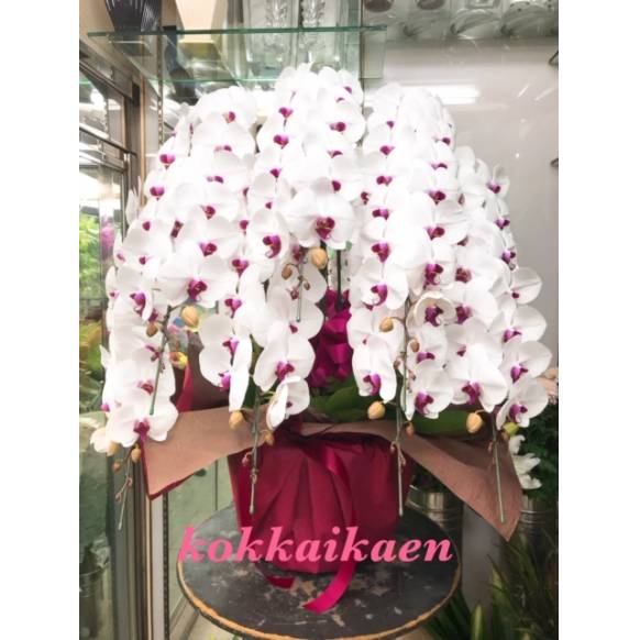 お取り寄せ オリジナルフラワー 胡蝶蘭鉢白赤8本立ち｜花キューピット