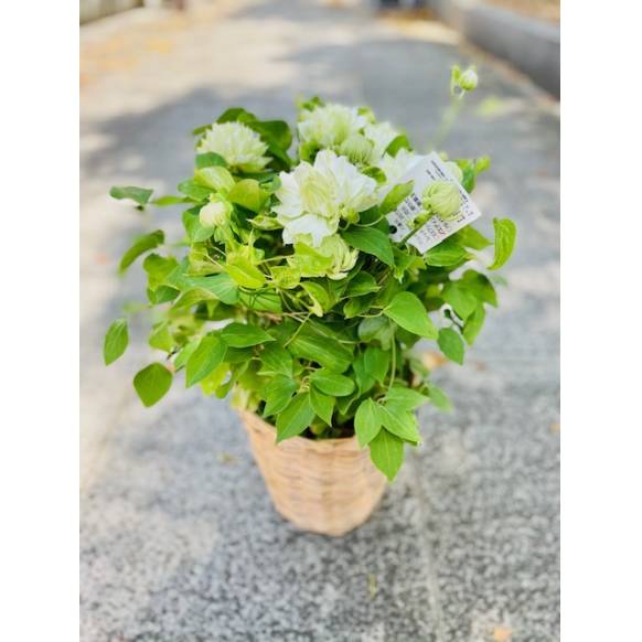 鉢植えのお花 価格 | 鉢植えのお花ならHitoHana（ひとはな）