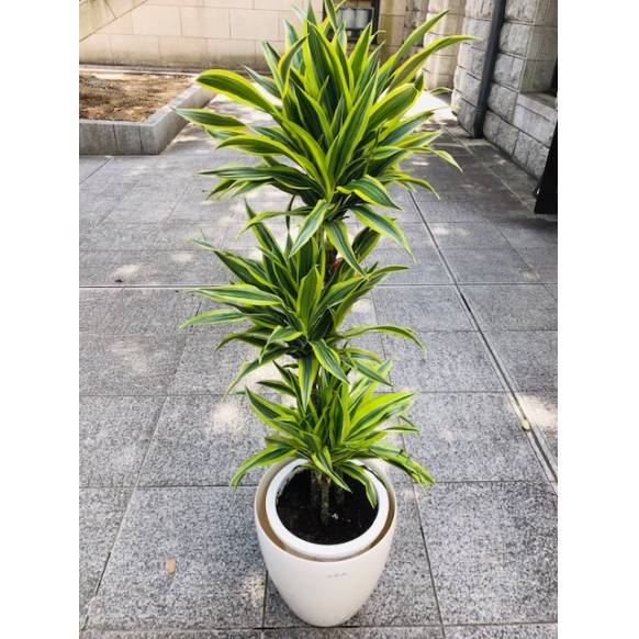 ドラセナレモンライム インターネット花キューピット フラワーギフト 手渡し