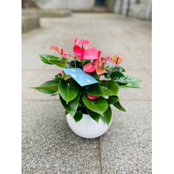 アンスリュームピンク セラート鉢 インターネット花キューピット フラワーギフト 手渡し