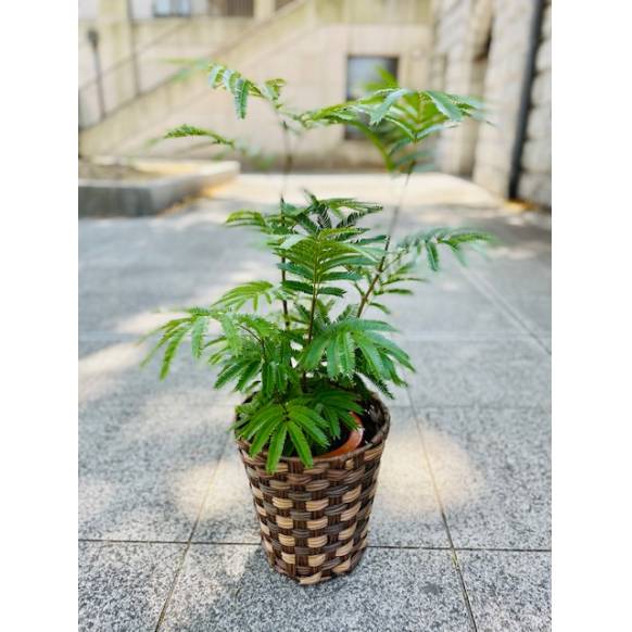 エバーフレッシュ 鉢カバー付 インターネット花キューピット フラワーギフト 手渡し