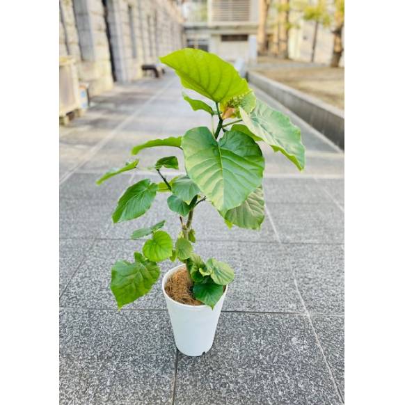 フィカスウンベラータ インターネット花キューピット フラワーギフト 手渡し