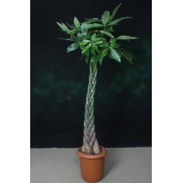 一般カテゴリー,観葉植物　パキラ,花恭