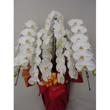 ３本立ちコチョウラン（白）