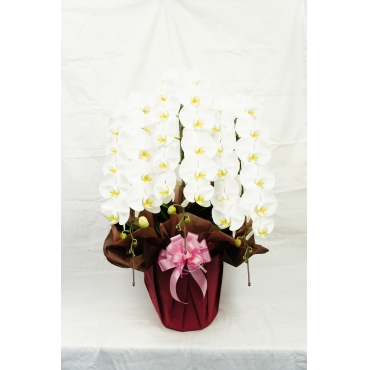 一般カテゴリー,3本立ちコチョウラン(白),メロディーフェア