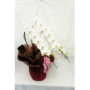 一般カテゴリー,3本立ちコチョウラン(白),メロディーフェア