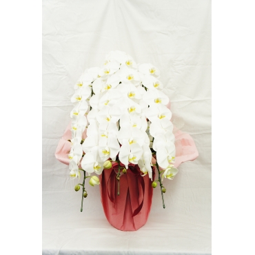 ３本立ちコチョウラン（白）