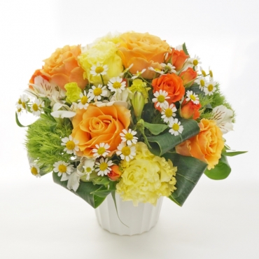 ３本立ちコチョウラン（白）