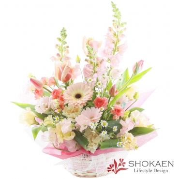 【アレンジ492】ペニンシュラ(P)一般カテゴリー